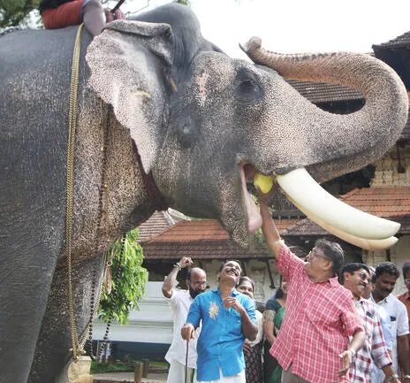 elephnat.1.3936512