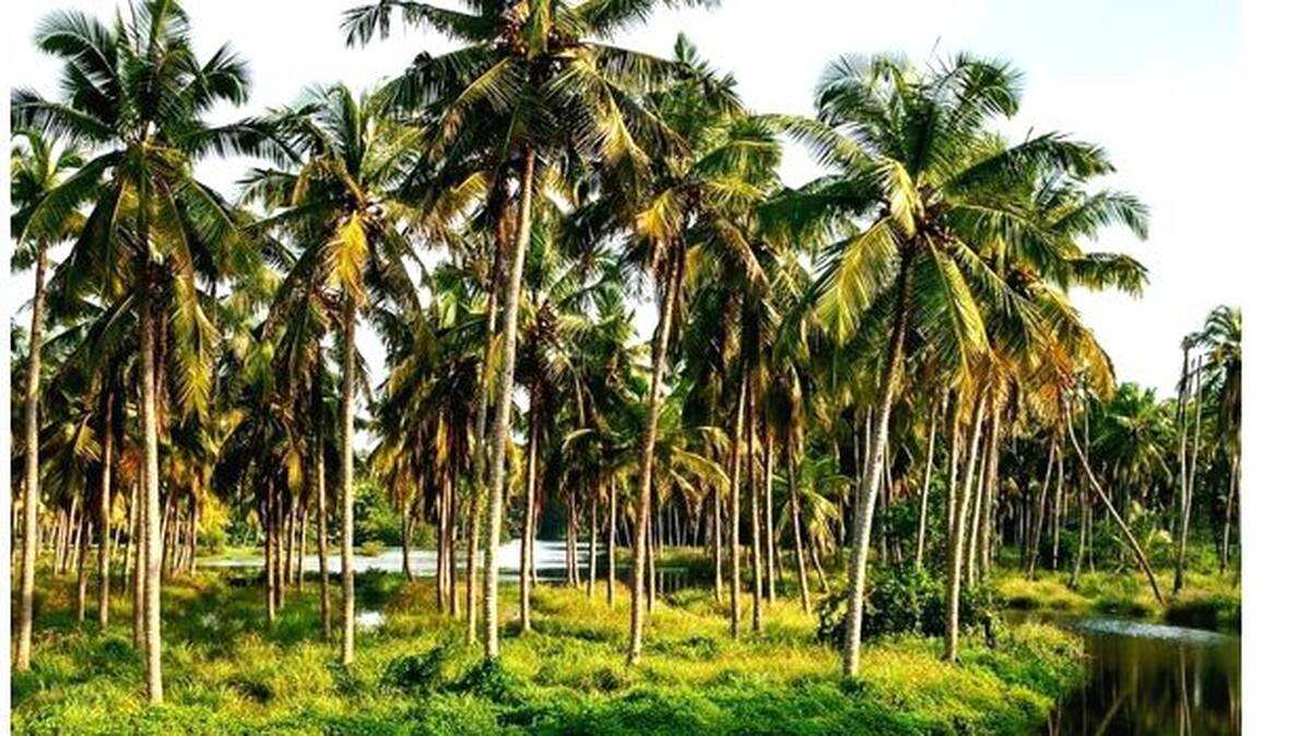 coconut