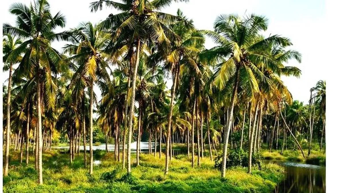 coconut coconut