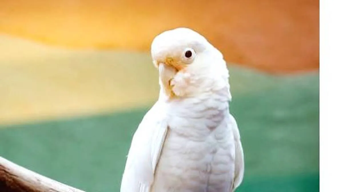 a a