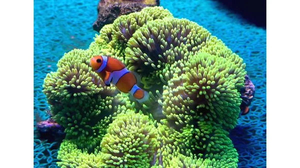 l l