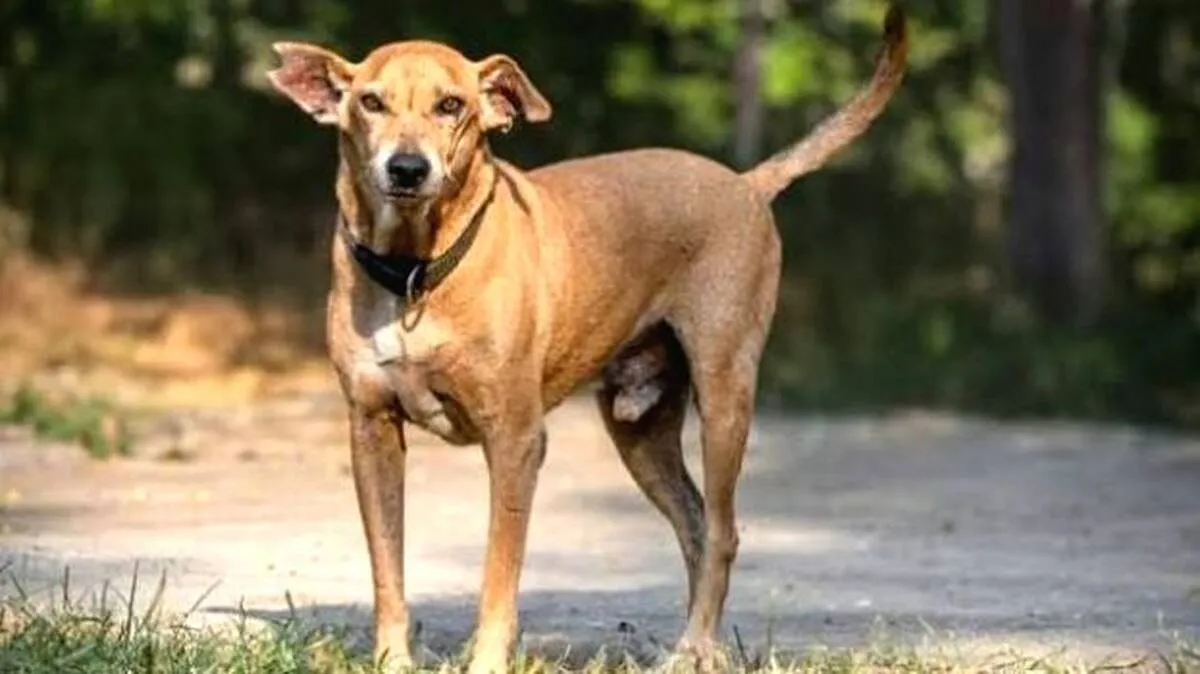 street-dog street-dog