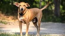 street-dog