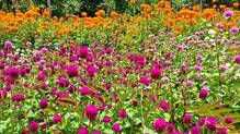 kudumbashree-