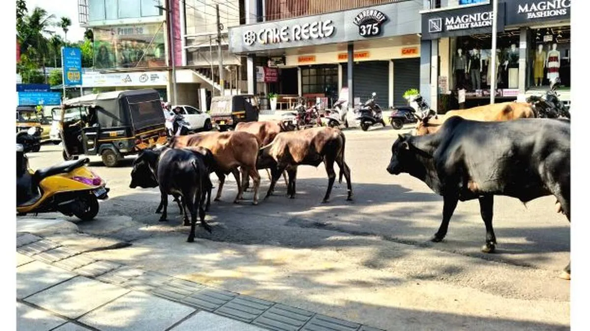 cow