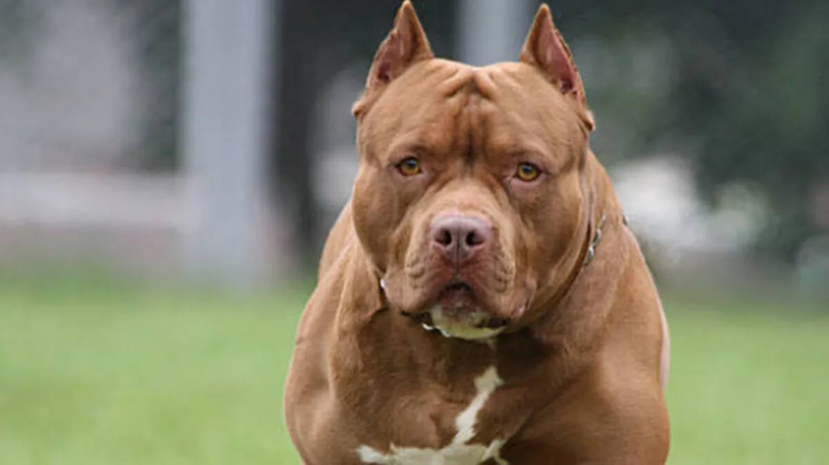 pitbull pitbull