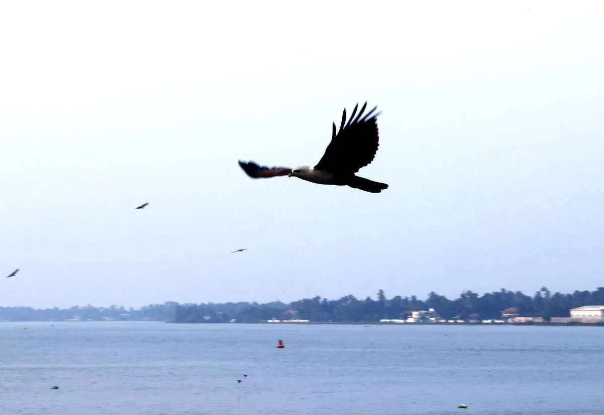 eagle