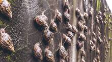 snail
