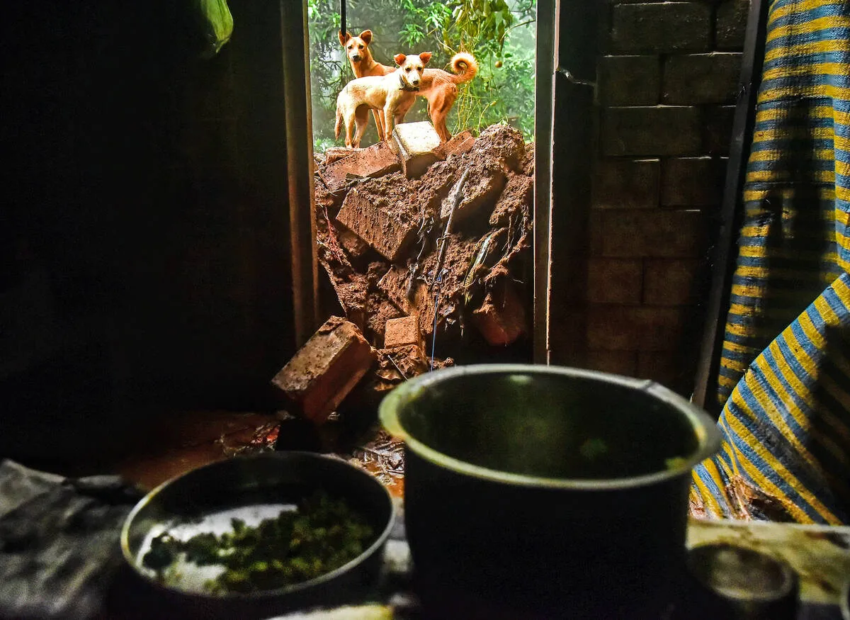 dog