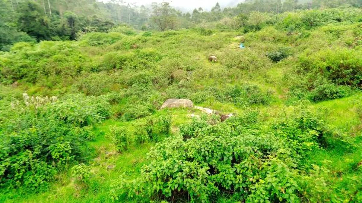 pettimudi