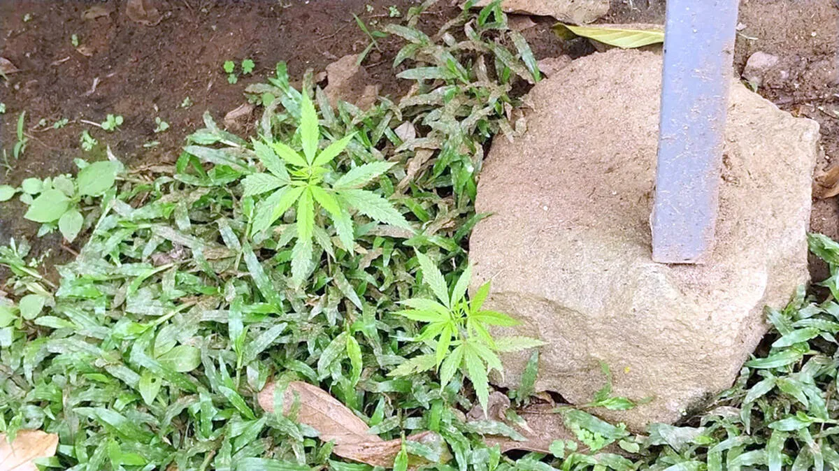 ganja ganja