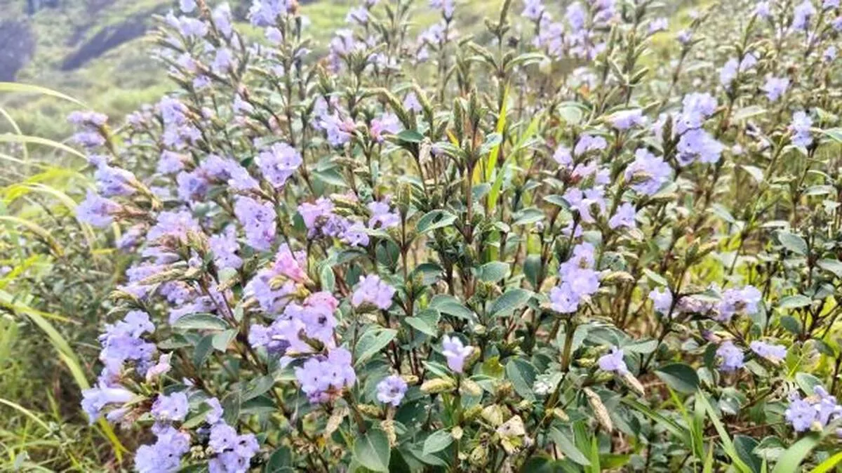 neelakurinji neelakurinji
