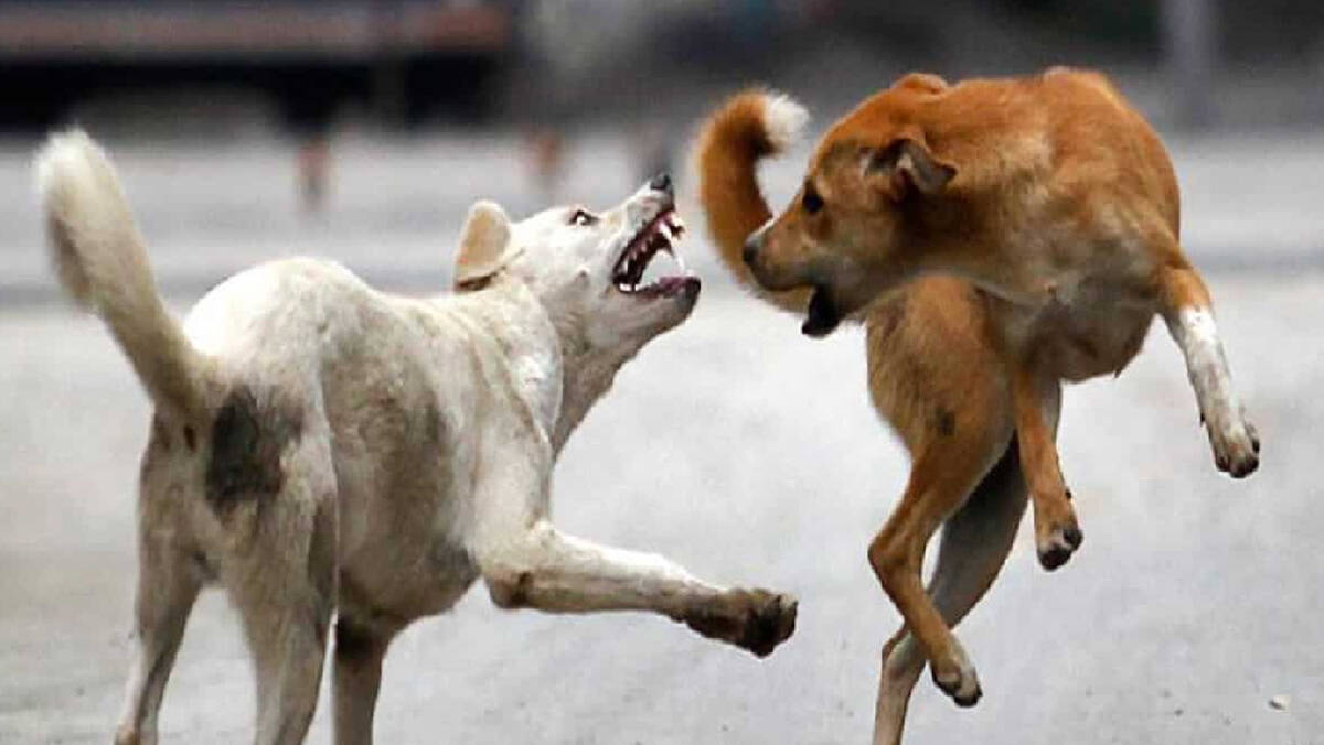 dog