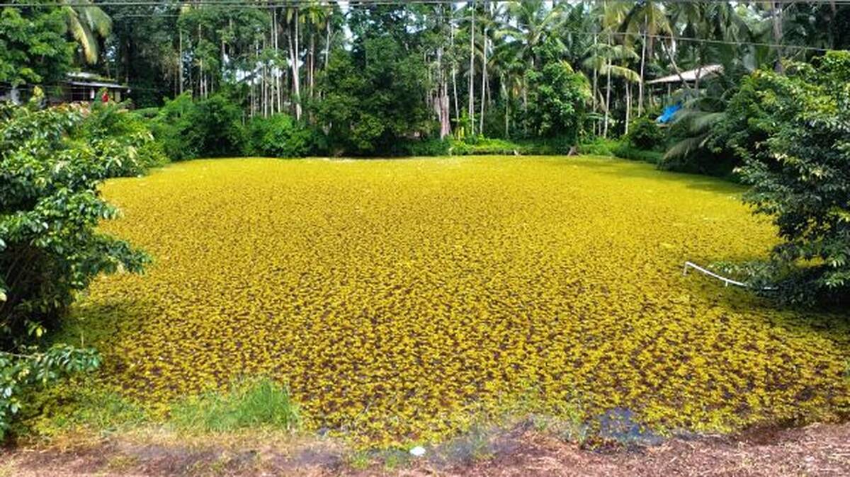 kulam