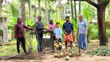 coconut-tree-climbing