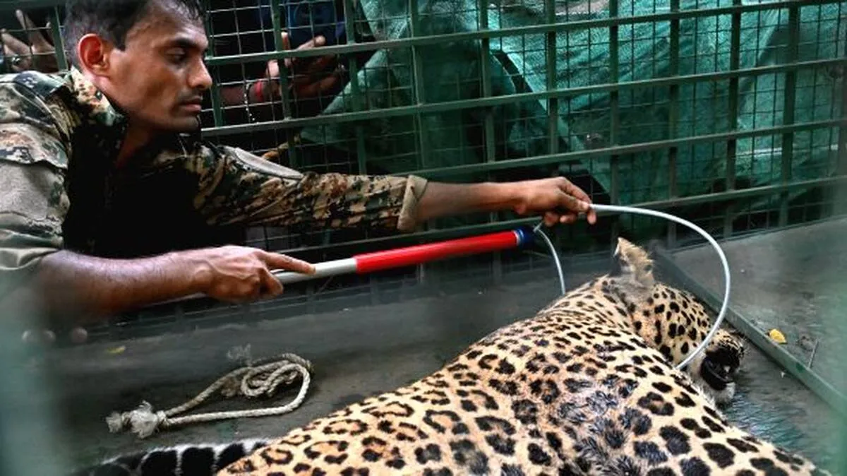 puli