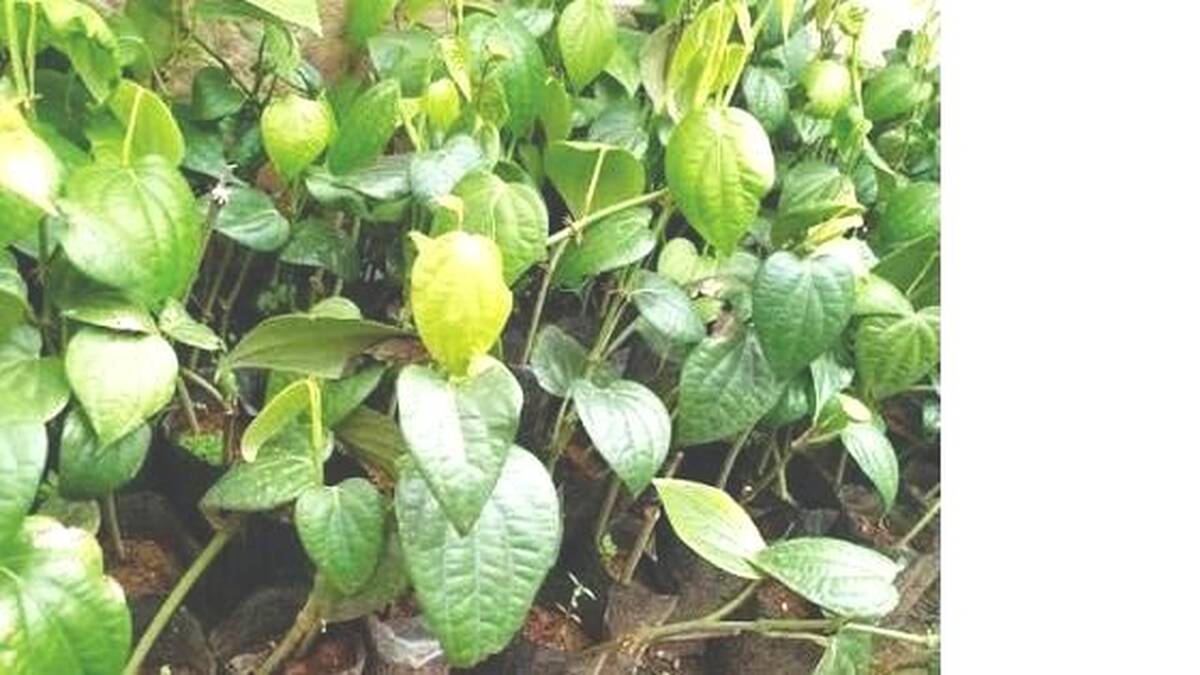 kurumulak-