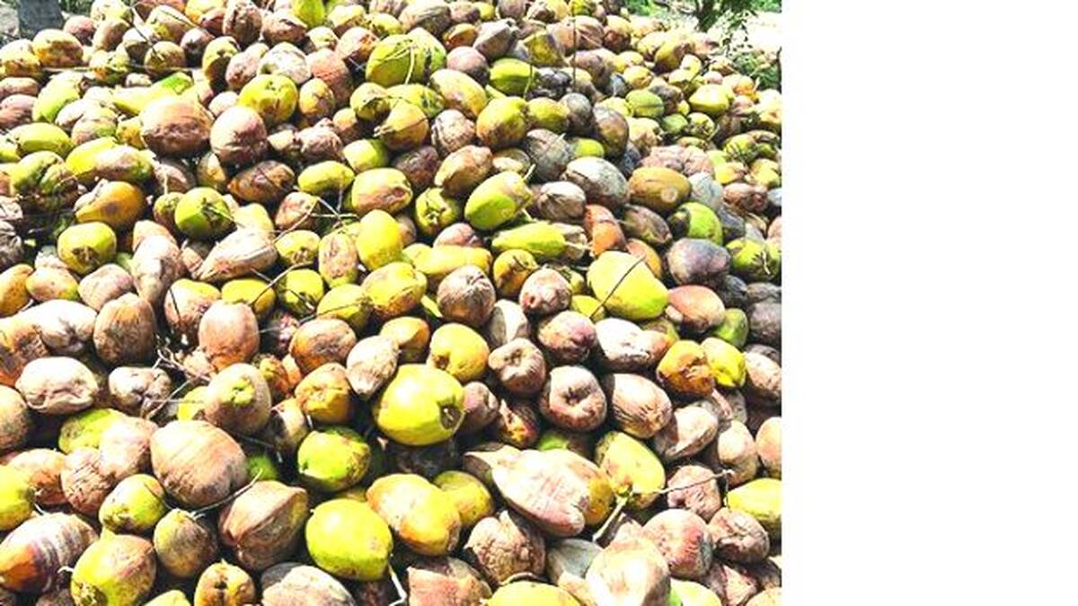 coconutttt-