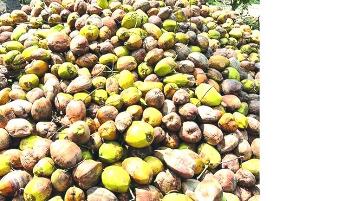 coconutttt-