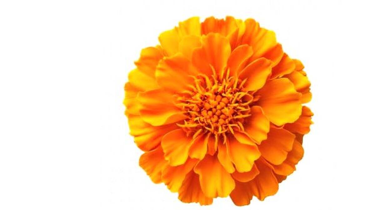 onam
