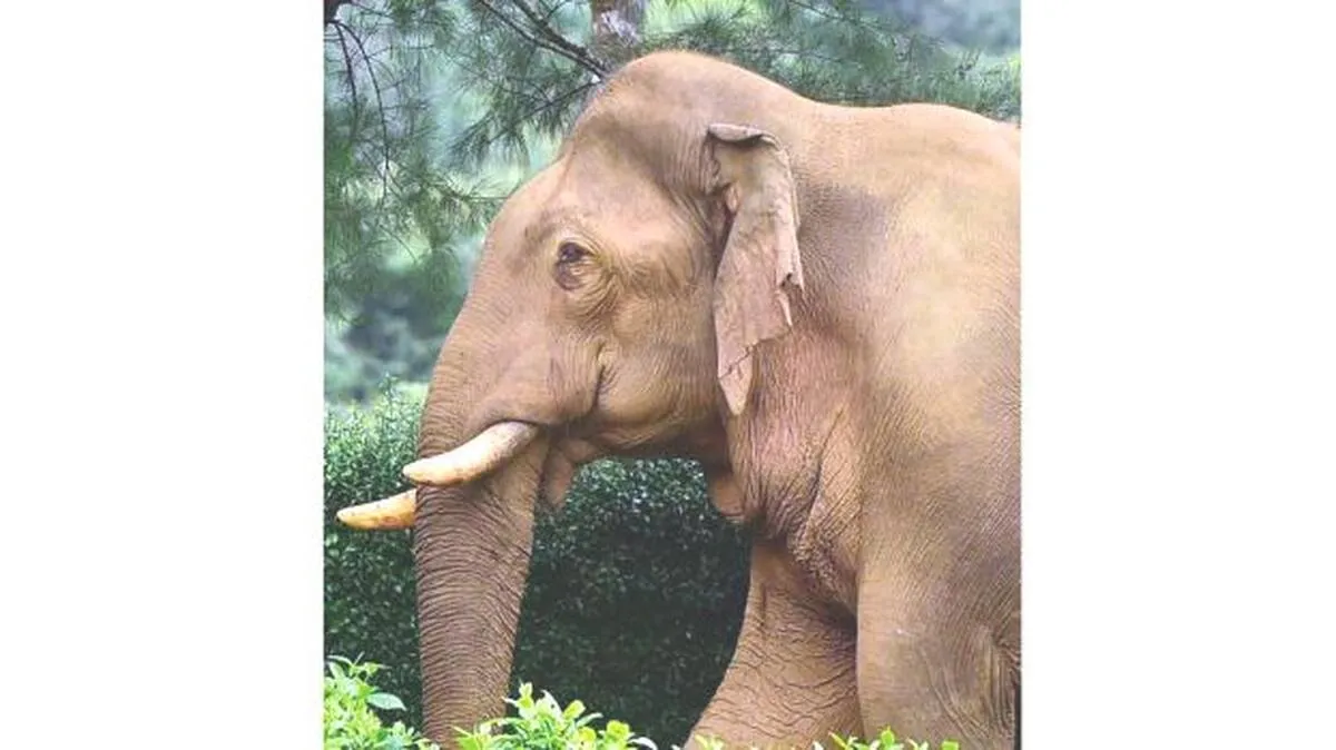 ele
