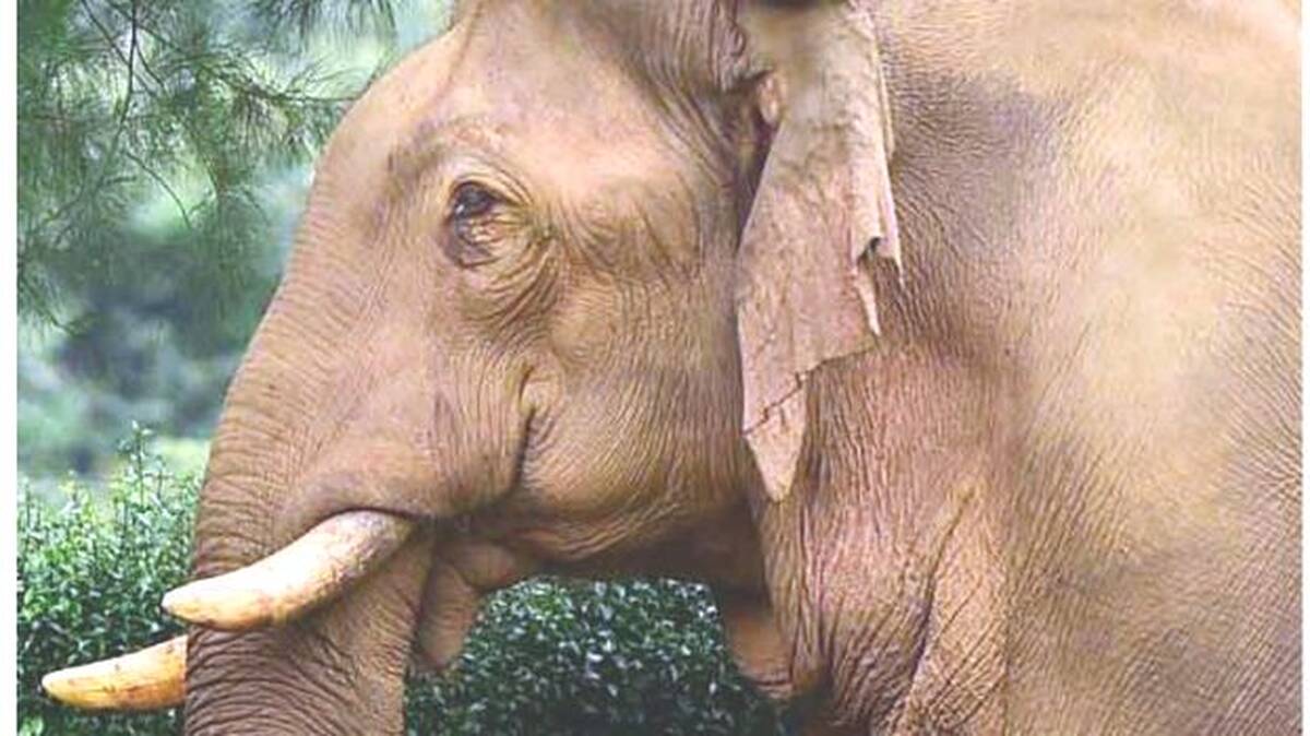 ele