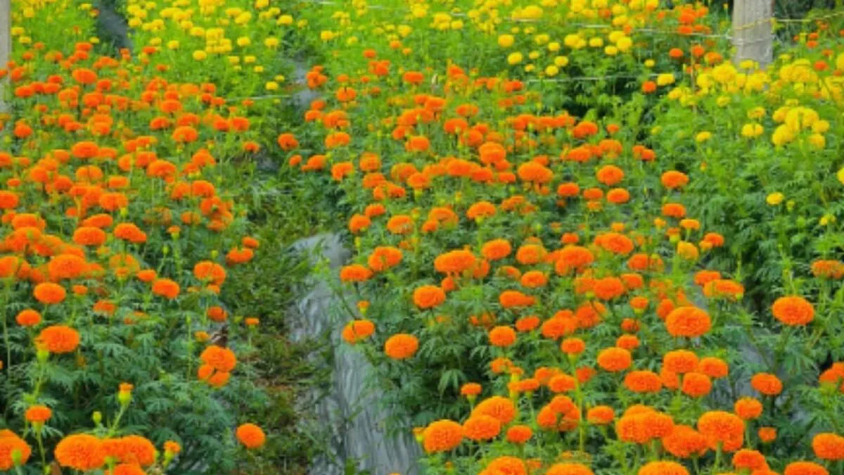 flower flower