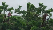 man-stranded-in-river-climbs-tree-to-survive