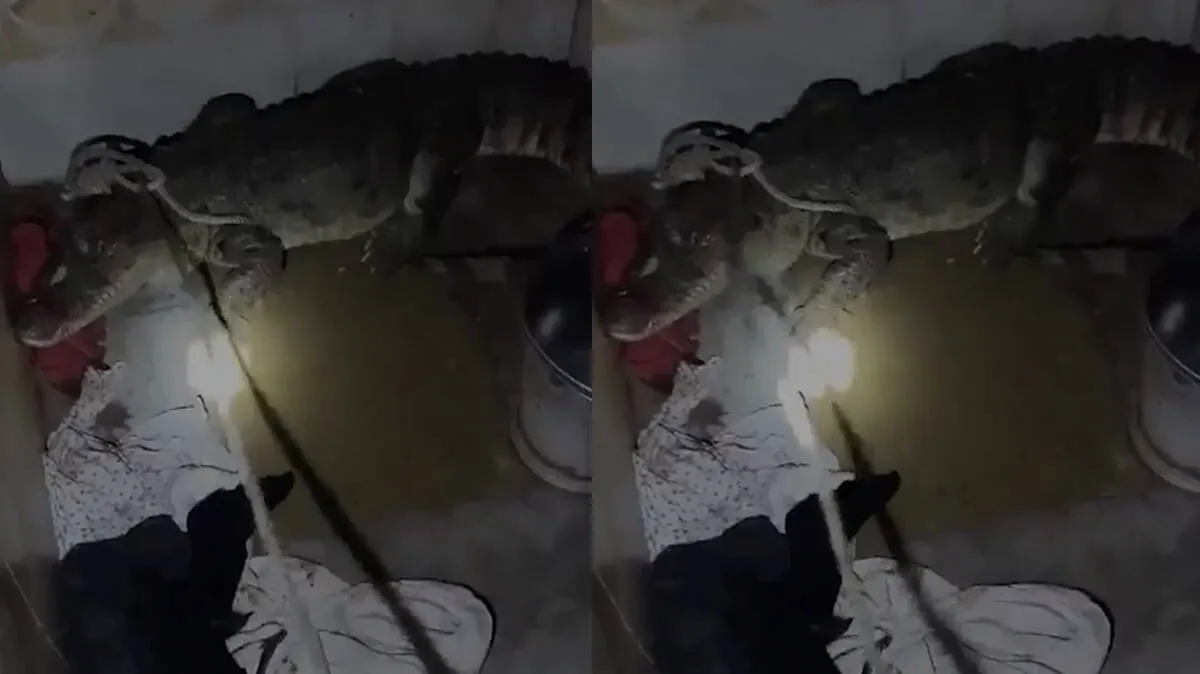 crocodile-in-bathroom