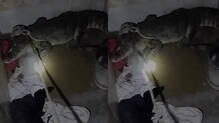 crocodile-found-in-bathroom-flood