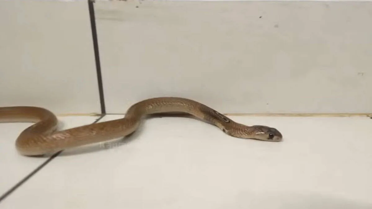 cobra-