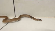 cobra-caught-from-varkala-home