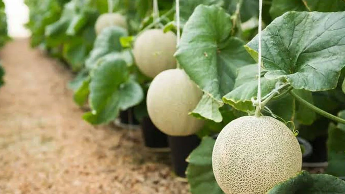 yubari-king-melon
