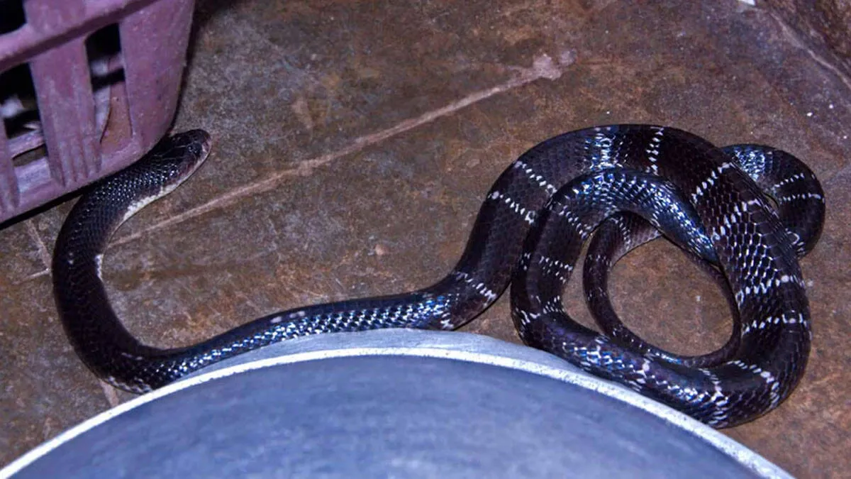 snake