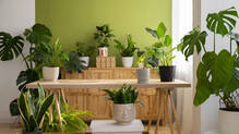 plants