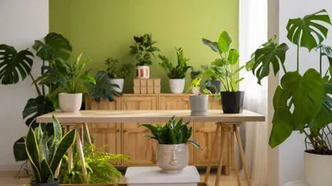 plants.1.3960546