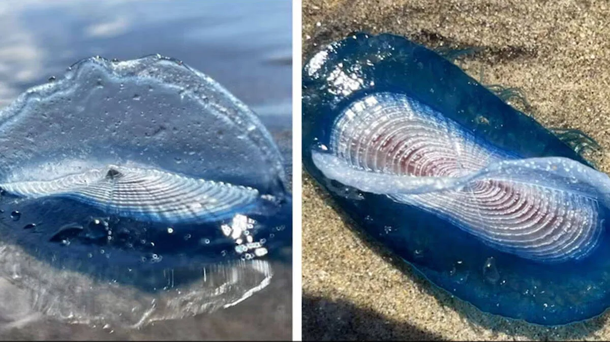 velella-velella