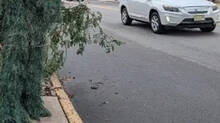 newjersey-police-officer-disguised-as-shrub-catches-distracted-drivers