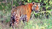 plantation-workers-saw-tiger