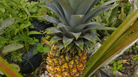 pineapple.1.3963607
