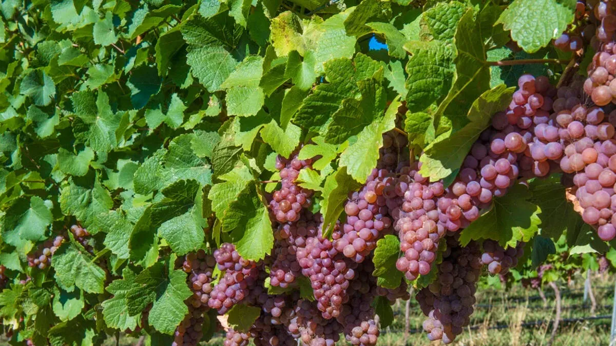 grapes