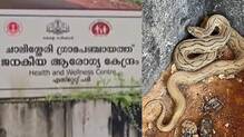 nurse-snake-bite-government-health-centre