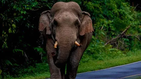 elephant.1.3965058