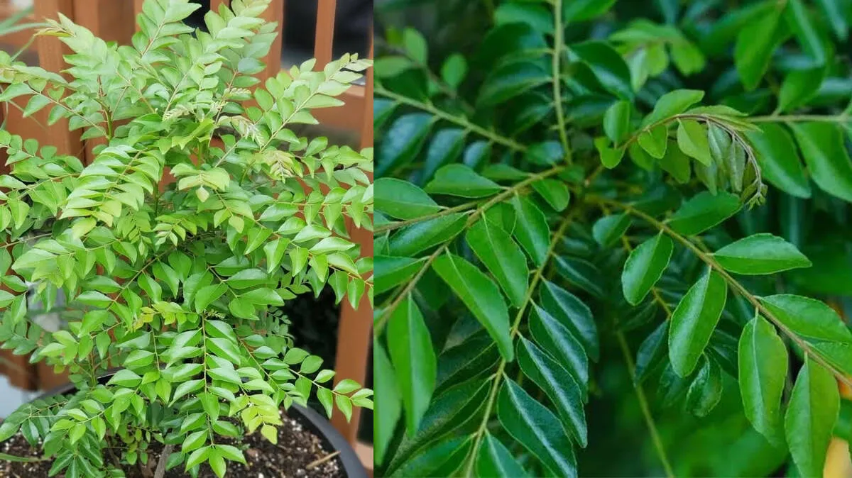 curry-leaf