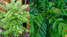 curry-leaf