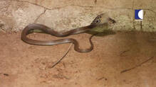 cobra-and-other-snake-rescued-from-thiruvananthapuram-home