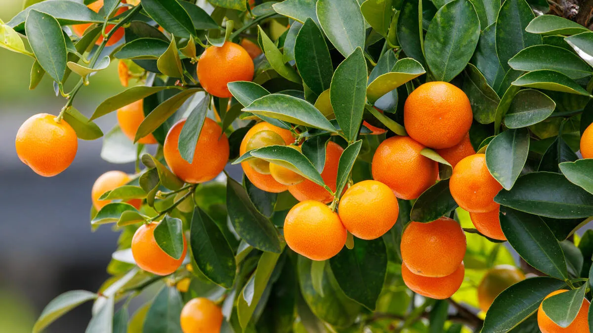 kumquat