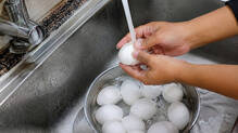 egg