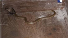 snake-master-vava-suresh-cobra-rescue