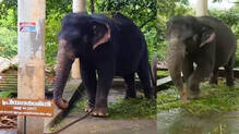 priyadarshini-elephant-attack-in-konni